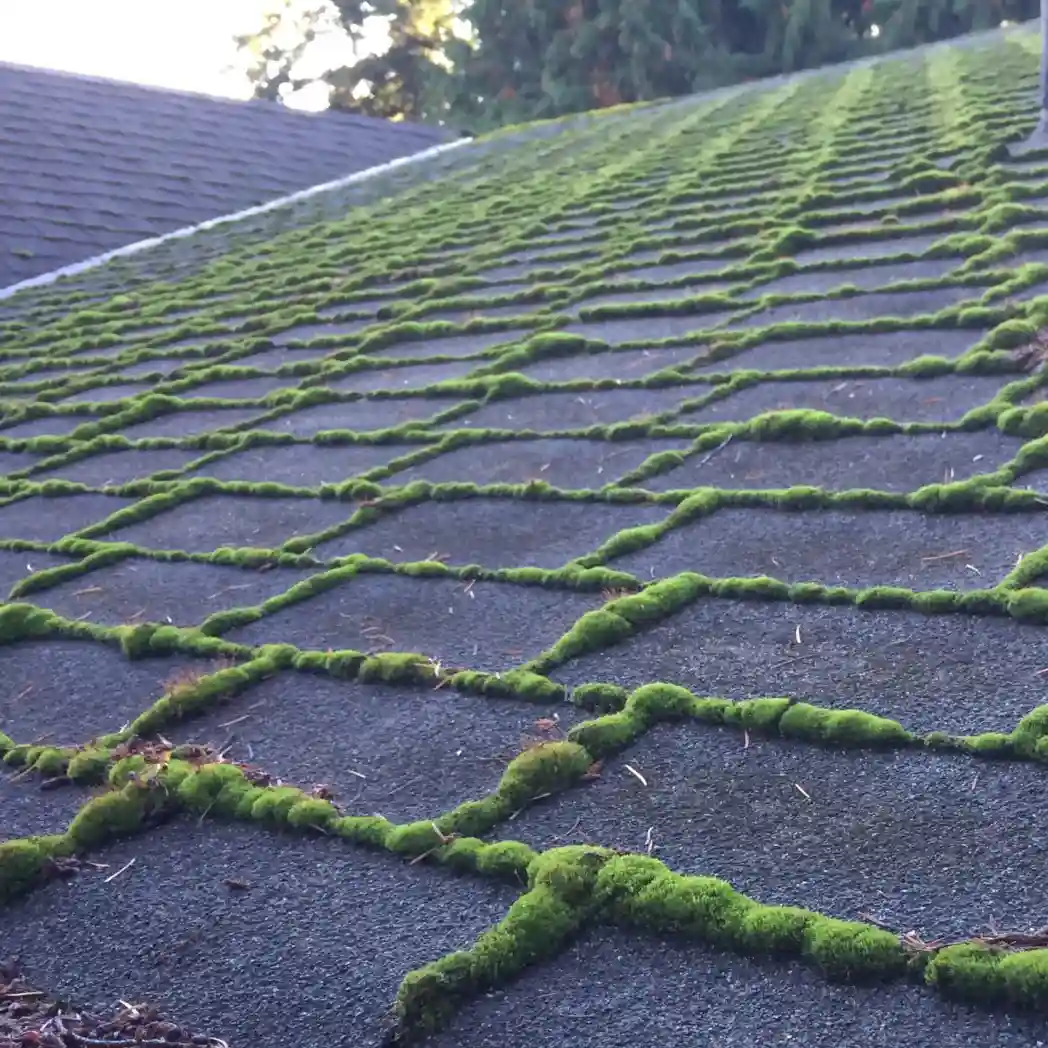 Professional moss removal service in North York