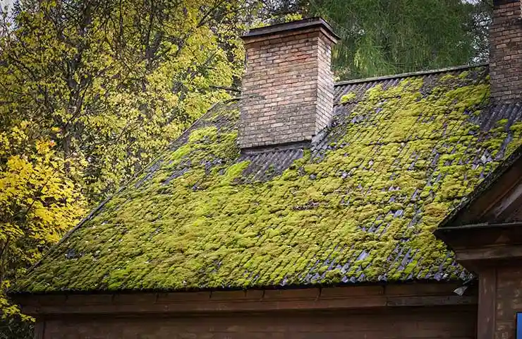 Moss damage on roof